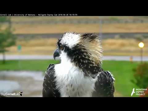 Hellgate osprey 8 20 18 632pm live fish delivery by Louis for Lele