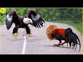 The Eagle Didn't Know That The Rooster Was A Fighter, What Happens Next In Animal World?
