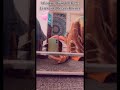 New Bugs Bunny Challenge TikTok Compilation 2021 TikTok Bugs Bunny Trending