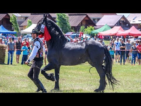 Expozitie de cai 2019 Parada cailor - Tășnad, Satu Mare