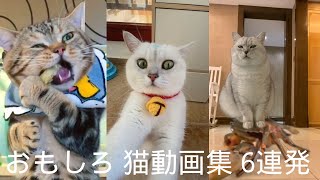 かわいい  可愛い おもしろ 猫 ネコ動画集 6連発　#short #猫