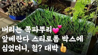 버리는 쪽파뿌리 