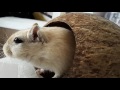 Q & A + Rennmaus auftritt Q & A + Rennmaus auftritt