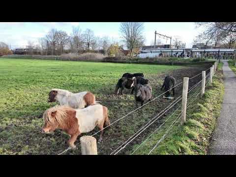 Ravenstein, the Netherlands 4k | Dec 3, 2025