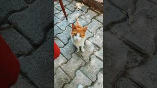 🥹🥰🐱 #shortvideo #shorts #short