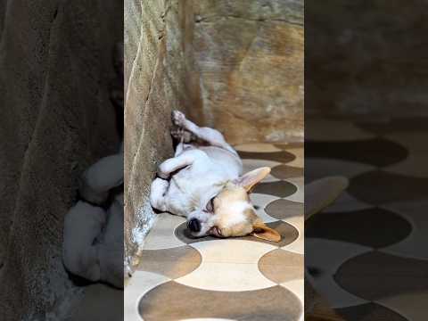 അഞ്ചു എന്ന ആളുടെ എഡിറ്റിംഗ്‌ ആണു ട്ടാ #petstationkannur