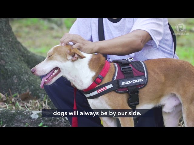 WATCH: UP Diliman’s stray dogs undergo emergency response training