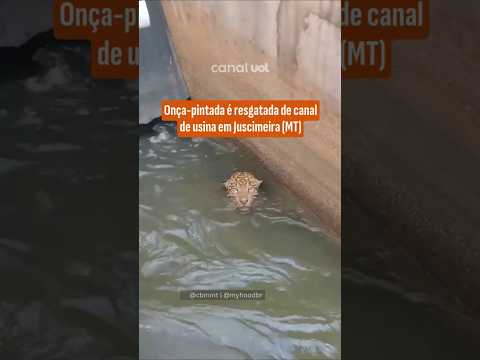 Onça-pintada é resgatada após cair em canal de usina em Mato Grosso; veja o vídeo