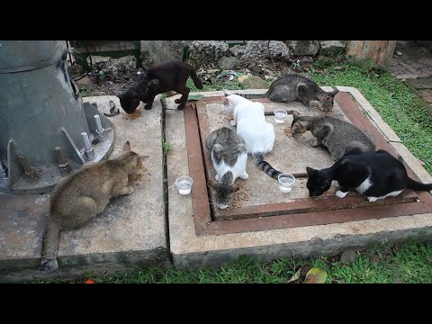 Be friendly with the feral cat colony