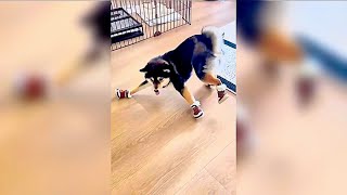 Download lagu Funny Dogs Wearing Shoes For The First Time | Funny Dogs Videos mp3 Download lagu Funny Dogs Wearing Shoes For The First Time | Funny Dogs Videos mp3