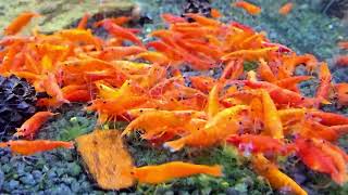 Neocaridina Davidi var. Bloody Orange