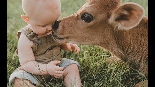 Babies and baby Cow become friends   Funny Babies and Pets Compilation