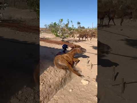 OLHA ESSA QUEDA QUE ELE LEVOU KKKKK #shorts