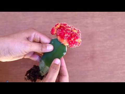 image-How big will a moon cactus get?