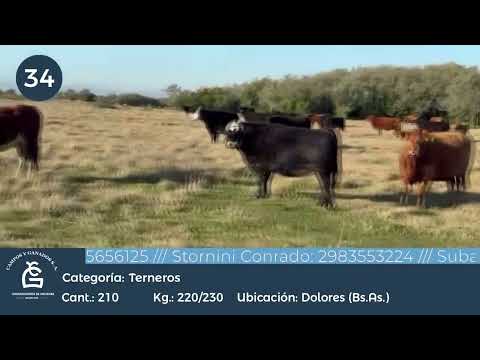 Lote MACHOS A TERMINO - Dolores Bs As