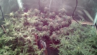 Flowering Day 50/35/17 Blue Dream, Afgooey 4K