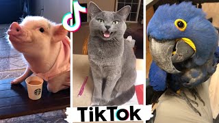 Most Amazing Animals of TikTok ~ Cutest Birds, Cats & Dogs Compilation [TIK TOK]