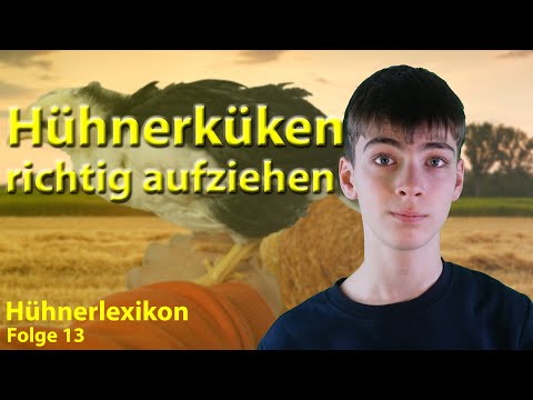 How to properly raise chicks: what you need to know! | Chicken Encyclopedia Episode 13