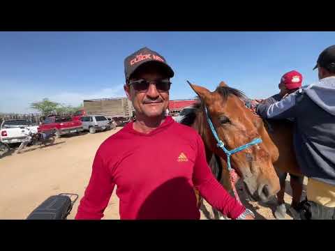 Feira de Cavalos em Senador Rui palmeira - AL 02 - 12 - 2025 #nordeste