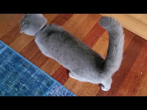 #Clever Chartreux cat keep trying to enter the house #SMART CHARTREUX CAT