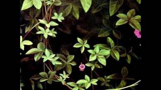 Heraldo do Monte - Giselle