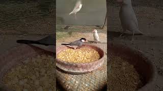 Download lagu Burung Pipit Jawa 😘 sangat menyukai jagung 🌽 makanan lunak sehat terbaik untuk burung 😍 mp3 Download lagu Burung Pipit Jawa 😘 sangat menyukai jagung 🌽 makanan lunak sehat terbaik untuk burung 😍 mp3