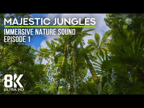 8 HRS Relaxing Sound Therapy of a Tropical Forest - Immersed in the Lush Serenity of the Jungle - #1