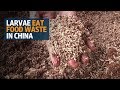 In China, maggots finish plates, and food waste