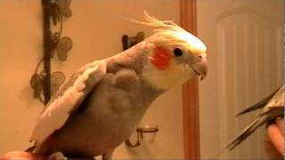 Rock A Bye Baby Cockatiel