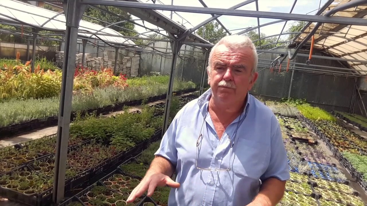 Piante aromatiche: il timo - coltivazione e caratteristiche -