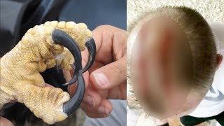 When Birds of Prey Attack