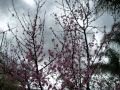 Aaron Copland; Sonata, Molto Moderato, freely expressive