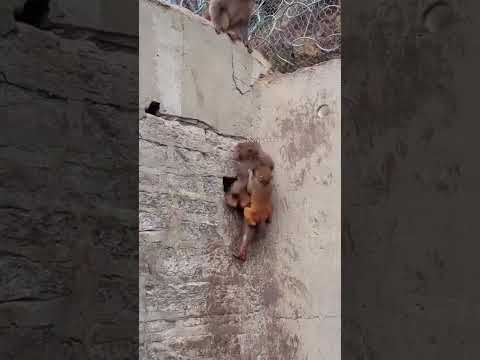 🐒 Monkey Mom’s Tough Love! Baby Learns to Climb 😱 #Shorts