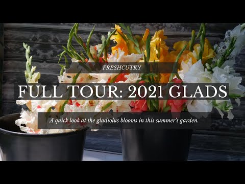 FULL TOUR: 2021 GLADIOLUS FLOWERS