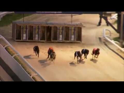 2017 WILLIAM HILL PUPPY PLATE - HEAT 3 - T5 DROOPYS EXPERT