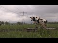 Geen controle op stikstofuitstoot bij Flevolandse boeren