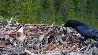 Osprey died protecting the chicks by chasing a raven. Then the raven come back and killed one chick.
