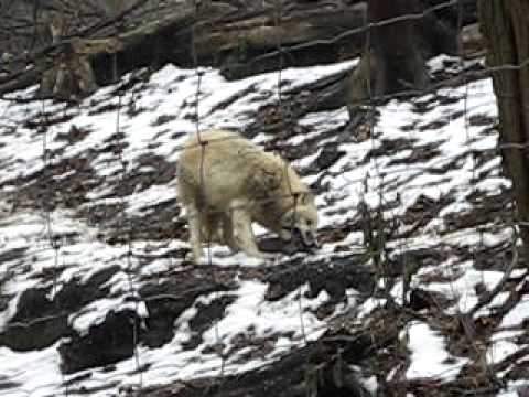 Arctic wolf eating hare