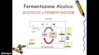 fermentazione alcolica