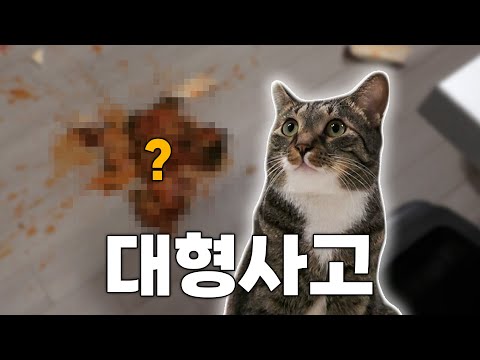 한국인은 무조건 가슴 아플 영상..