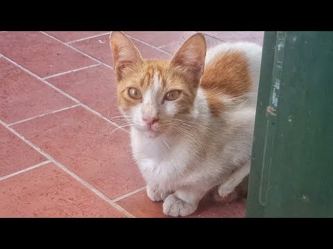 Analisi del sangue su un lyambliya il prezzo Kharkiv Che eliminare vermi a un gatto