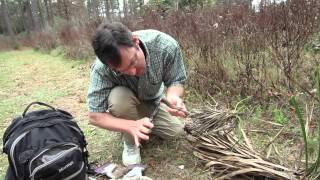 Bug Bytes Yucca Giant-Skipper