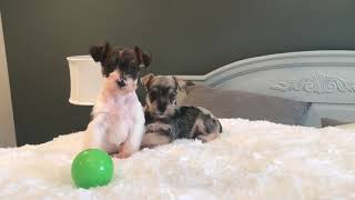 Rosey is a relaxed, intelligent, Mini Schnauzer. Rosey has a beautiful, cotton soft textured coat