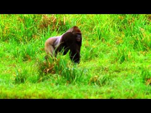 Survivor 17 Gabon opening credits [High Quality]