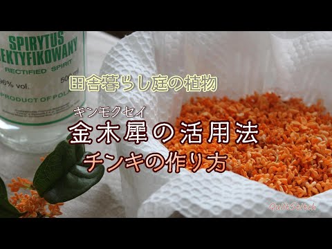 , title : 'キンモクセイの活用法　チンキの作り方　【田舎暮らし】【庭の植物】'