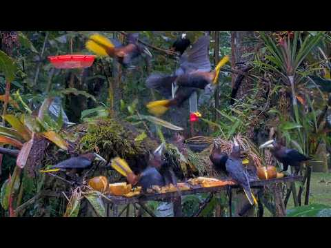 Chestnut-Headed Oropendolas Forage In A Flurry Of Feathers In Panama | Feb. 18, 2026