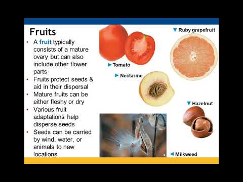 Chapter 30 Plant Diversity 2