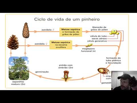 Gimnospermas - Ciclo Reprodutivo