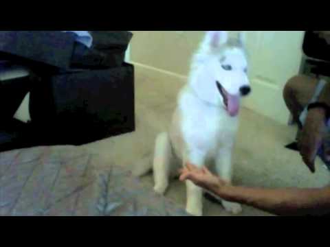 My Husky growing up and training