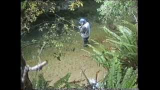 New Zealand Wild Brown Trout..wmv